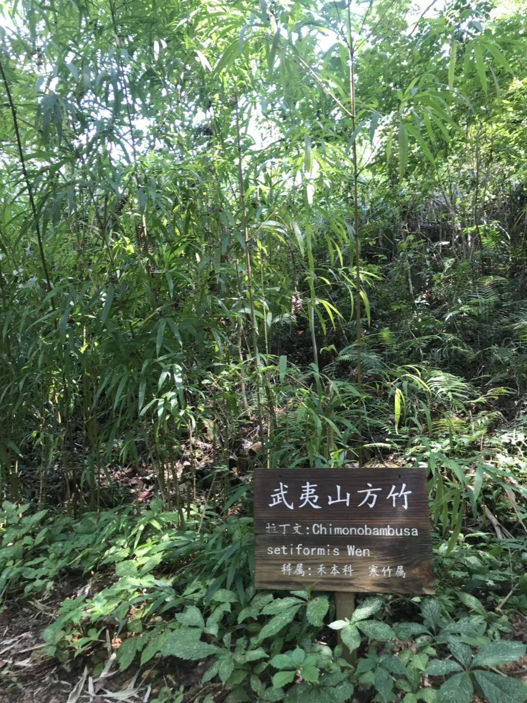 武夷山自由行住宿攻略_武夷山住宿_武夷山上住宿