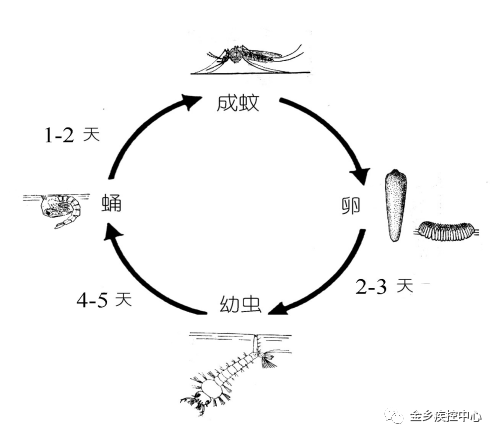 蚕生长图片过程大全_蚕生长过程的图片_蚕的生长过程图片